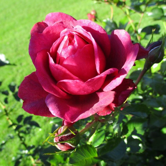 BAR-127 Tasse (Von Creator hochgeladen)