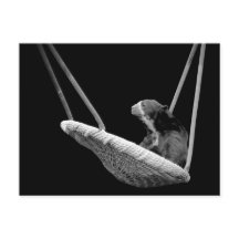 Bär auf dem Swing in Schwarz und Weiß