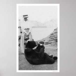 Bär, der in Alaska 1910 trinkt Poster