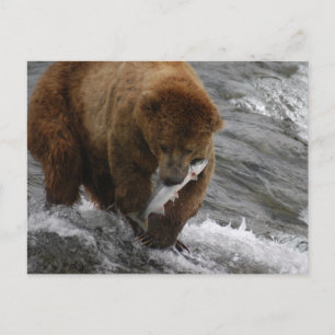Bär mit Lachs, Brooks Falls Alaska Postkarte