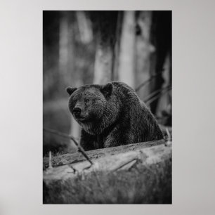 Bär Schwarz Weiß Foto Moderne Rustikale Hütte Poster