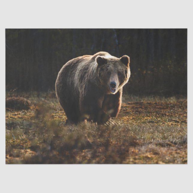 Bär Seidenpapier (Vorderseite)