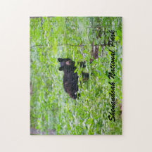 Bär - Shenandoah-Nationalpark