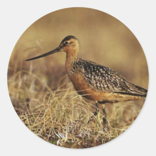 Bar-Tail Godwit auf Tundra Runder Aufkleber