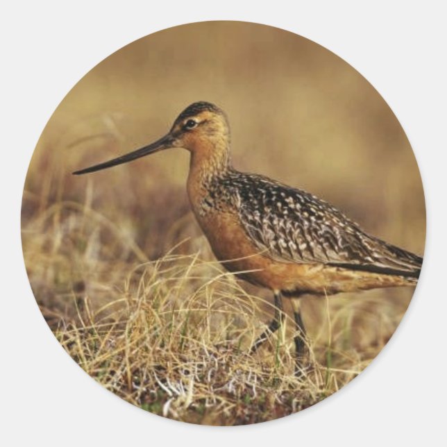 Bar-Tail Godwit auf Tundra Runder Aufkleber (Vorderseite)