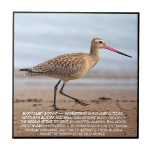 Bar-tailed Godwit  Fliese