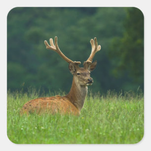Barasingha Hirsche Quadratischer Aufkleber