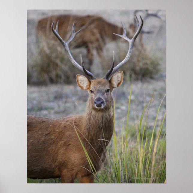 Barasingha oder Barasinga (Rucervus Poster (Vorne)