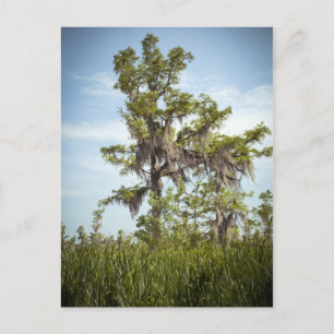 Barataria Sumpf Cypress Tree Postkarte