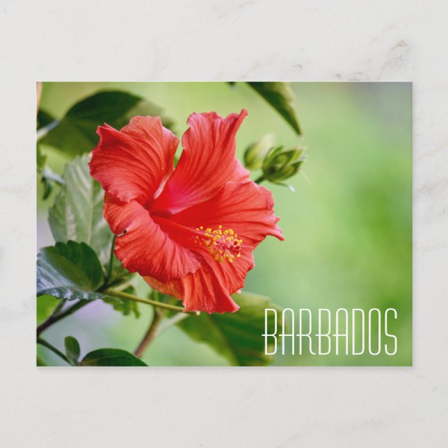 Barbados Hibiskus Blume Postkarte (Vorderseite)