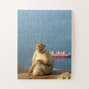 Barbary ape 30-pc