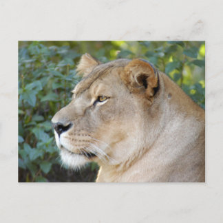 Barbary Lion-Set-1-008 Postkarte