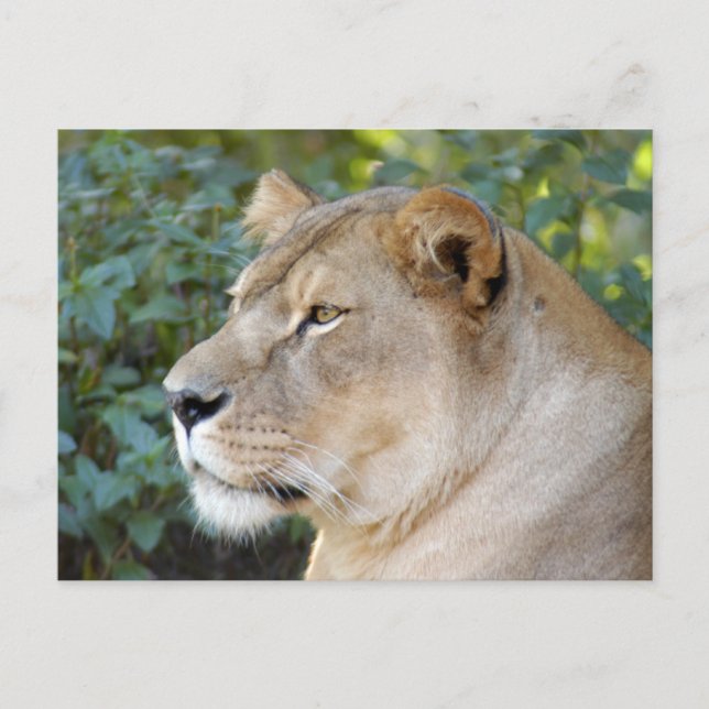Barbary Lion-Set-1-008 Postkarte (Vorderseite)