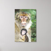 Barbary Macaque . Erwachsene mit BabyMacaca