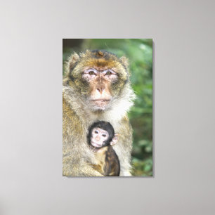 Barbary Macaque . Erwachsene mit BabyMacaca Leinwanddruck