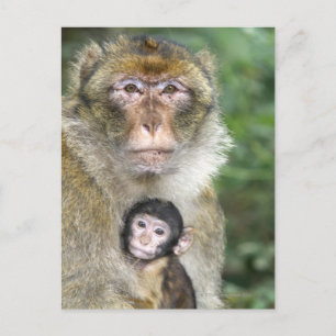 Barbary Macaque . Erwachsene mit BabyMacaca Postkarte