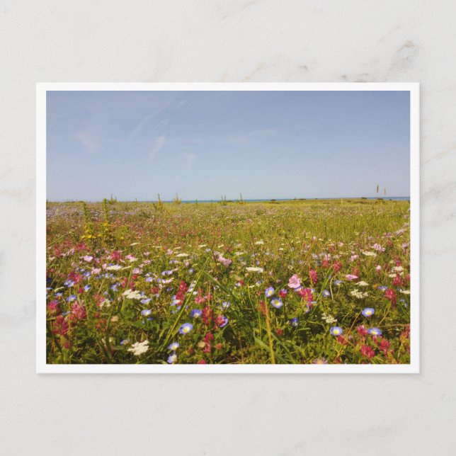 Barbate, Andalusien (Spanien) Postkarte (Vorderseite)