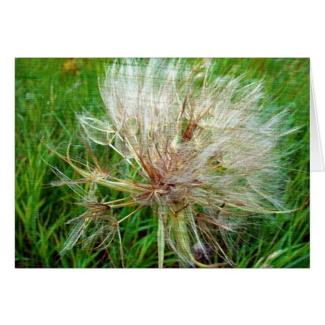 Barbe de chèvre (Devant horizontal)