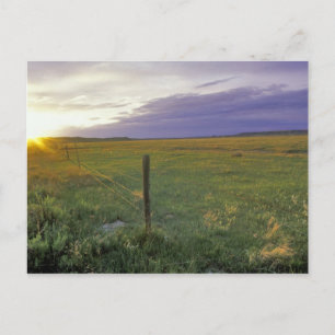Barbed Wire Fenceline im Nordosten Montanas Postkarte