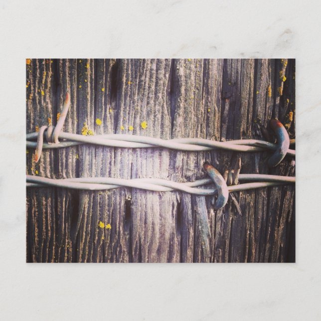 Barbed Wire & Oak Texture Postcard Postkarte (Vorderseite)