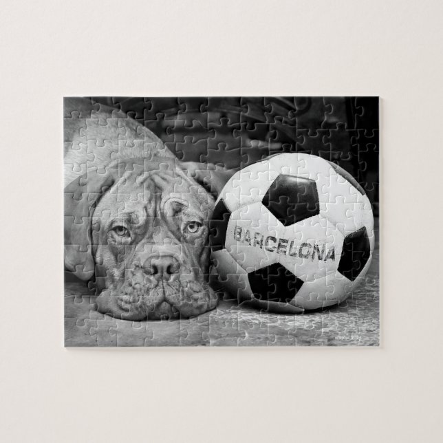 Barcelona's fanatic soccer dog. Barcelona, Spain, (Horizontal)