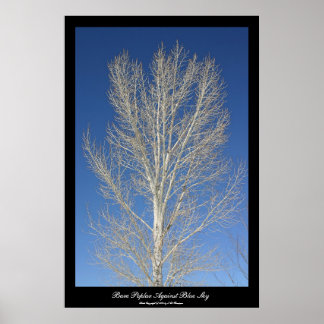 Bare Poplar gegen den blauen Himmel Poster