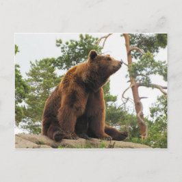 BÄREN AUF EINEM FELS POSTKARTE
