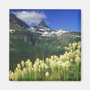 Bären Gras am Logan Pass im Glacier National Park Magnet