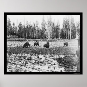 Bären im Yellowstone Nationalpark 1922 Poster