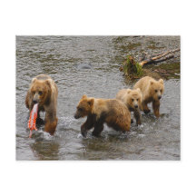 Bären und 3 Jungen, Brooks Falls Alaska