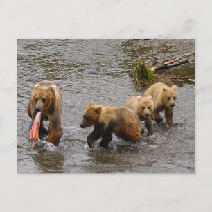 Bären und 3 Jungen, Brooks Falls Alaska Postkarte