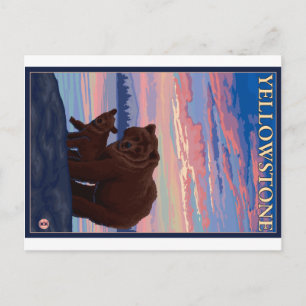 Bären und Cub - Yellowstone Nationalpark Postkarte