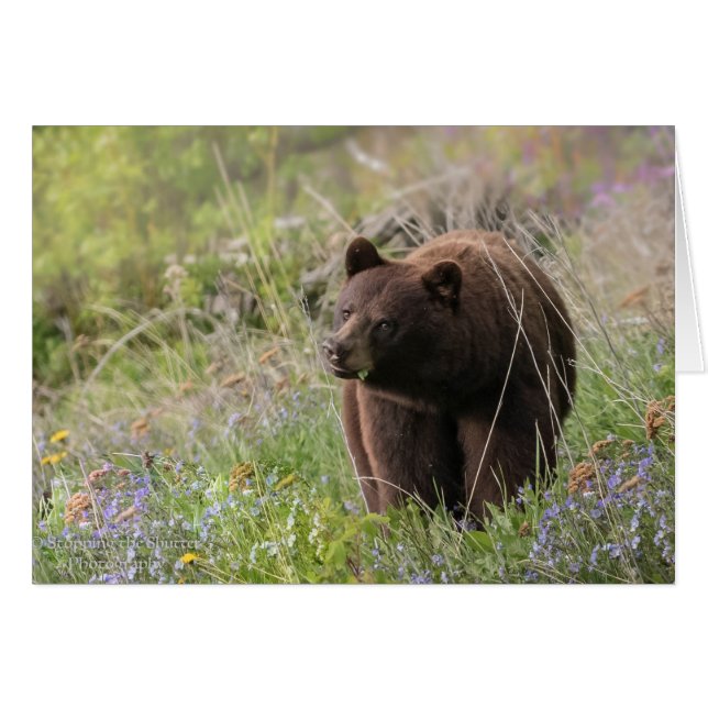 Bären von Alaska - leere Karte (Vorderseite (Horizontal))