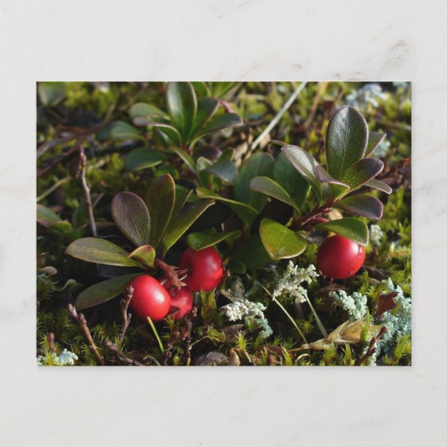 Bärenbeeren, Insel Unalaska Postkarte (Vorderseite)