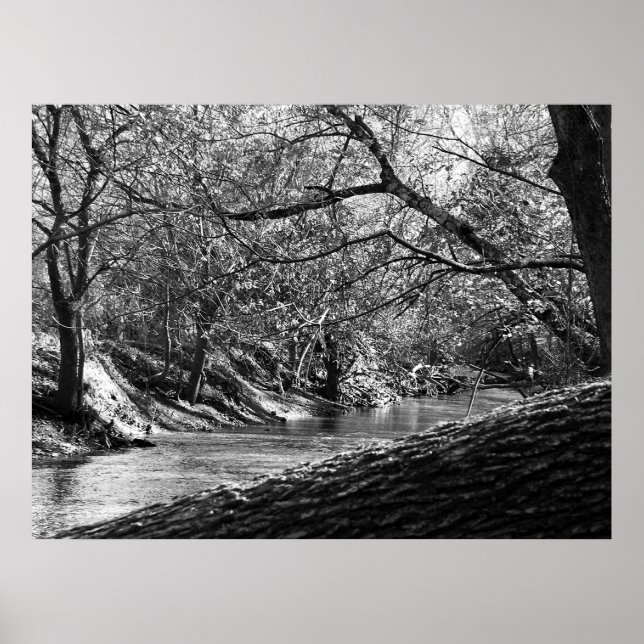 Bärencreme (Schwarzweiß-Foto-Druck) Poster (Vorne)