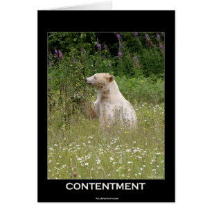 Bärendesign für Tierschützer und Wildtiere
