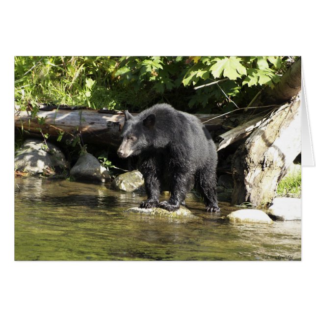 Bärendesign für Tierschützer und Wildtiere (Vorderseite (Horizontal))