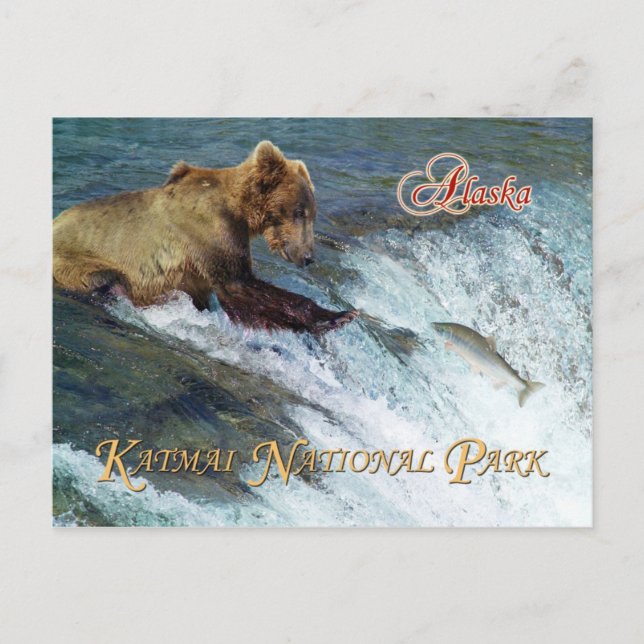 Bärenfänger, Katmai National Park, AK Postkarte (Vorderseite)