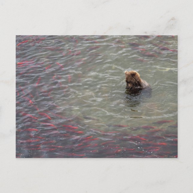 Bärenfischerei auf Lachs im Nationalpark Katmai Postkarte (Vorderseite)