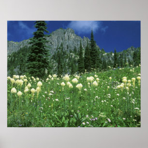 Bärengras am Eunice Lake, Mt. Rainier NP, WA, Poster