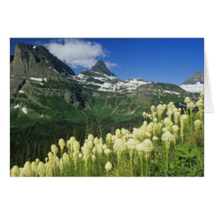 Bärengras nahe Logan Pass in Gacier National