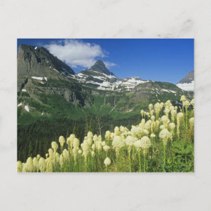 Bärengras nahe Logan Pass in Gacier National Postkarte