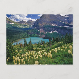 Bärengras oberhalb des Grinnell Lake im Many Postkarte