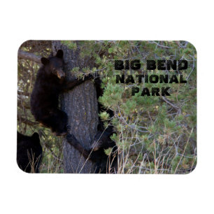 Bärenjungen im Tree Big Bend Nationalpark Magnet