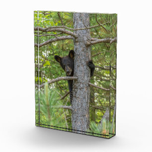 Bärenjunges klettert auf einen Baum Fotoblock