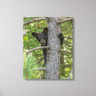 Bärenjunges klettert auf einen Baum Leinwanddruck