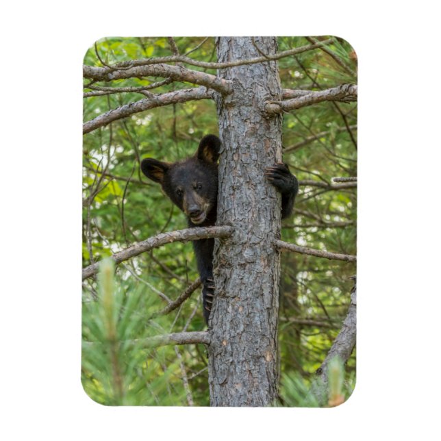 Bärenjunges klettert auf einen Baum Magnet (Vertikal)