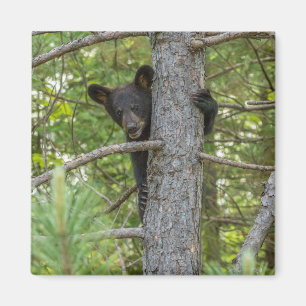 Bärenjunges klettert auf einen Baum Magnet