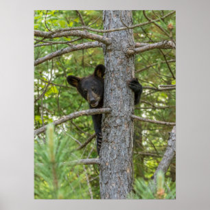 Bärenjunges klettert auf einen Baum Poster