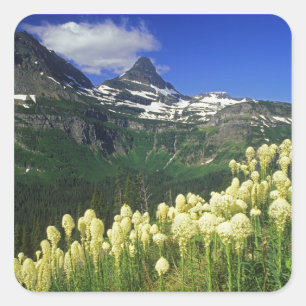 Bärenkraut am Logan Pass im Glacier-Nationalpark Quadratischer Aufkleber